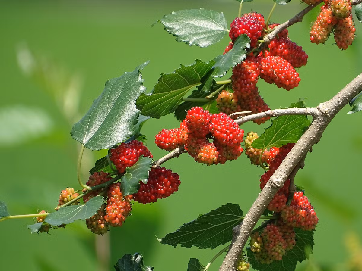  Lá và vỏ cây có giá trị trong y học dân gian. Trong Đông y, lá dâu tằm được dùng làm trà thanh nhiệt, hỗ trợ hô hấp, còn vỏ rễ được cho là có tác dụng lợi tiểu và giảm ho. Ảnh: inaturalist.