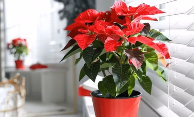 Thế nên người xưa đã cho rằng trưng một chậu trạng nguyên ở góc học tập, bàn làm việc hoặc phòng làm việc tại gia sẽ giúp tiếp thêm năng lượng tích cực, mang lại sự tập trung và tinh thần cầu tiến.