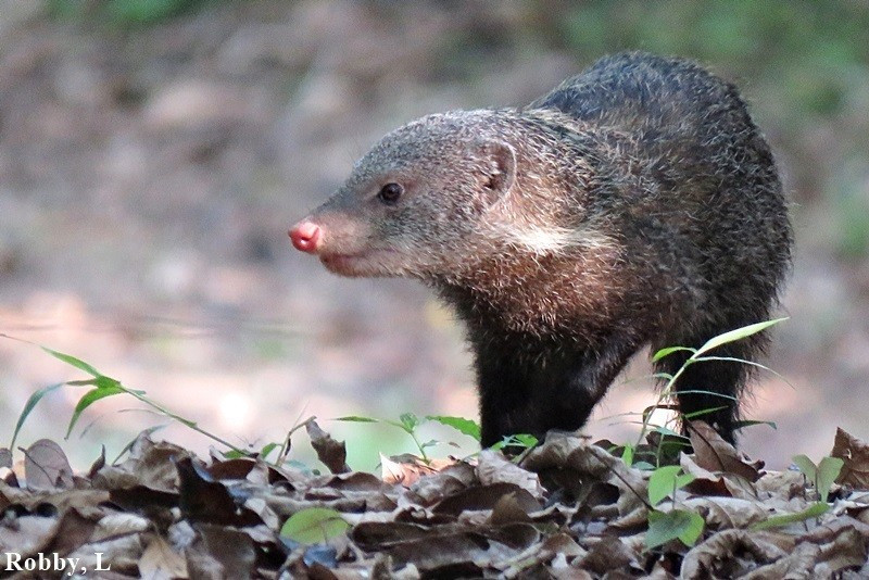  2. Phân bố rộng từ Ấn Độ tới Đông Nam Á. Loài này xuất hiện ở nhiều quốc gia như Ấn Độ, Nepal, Myanmar, Thái Lan, Lào, Campuchia, Việt Nam và miền nam Trung Quốc. Ảnh: inaturalist.org.