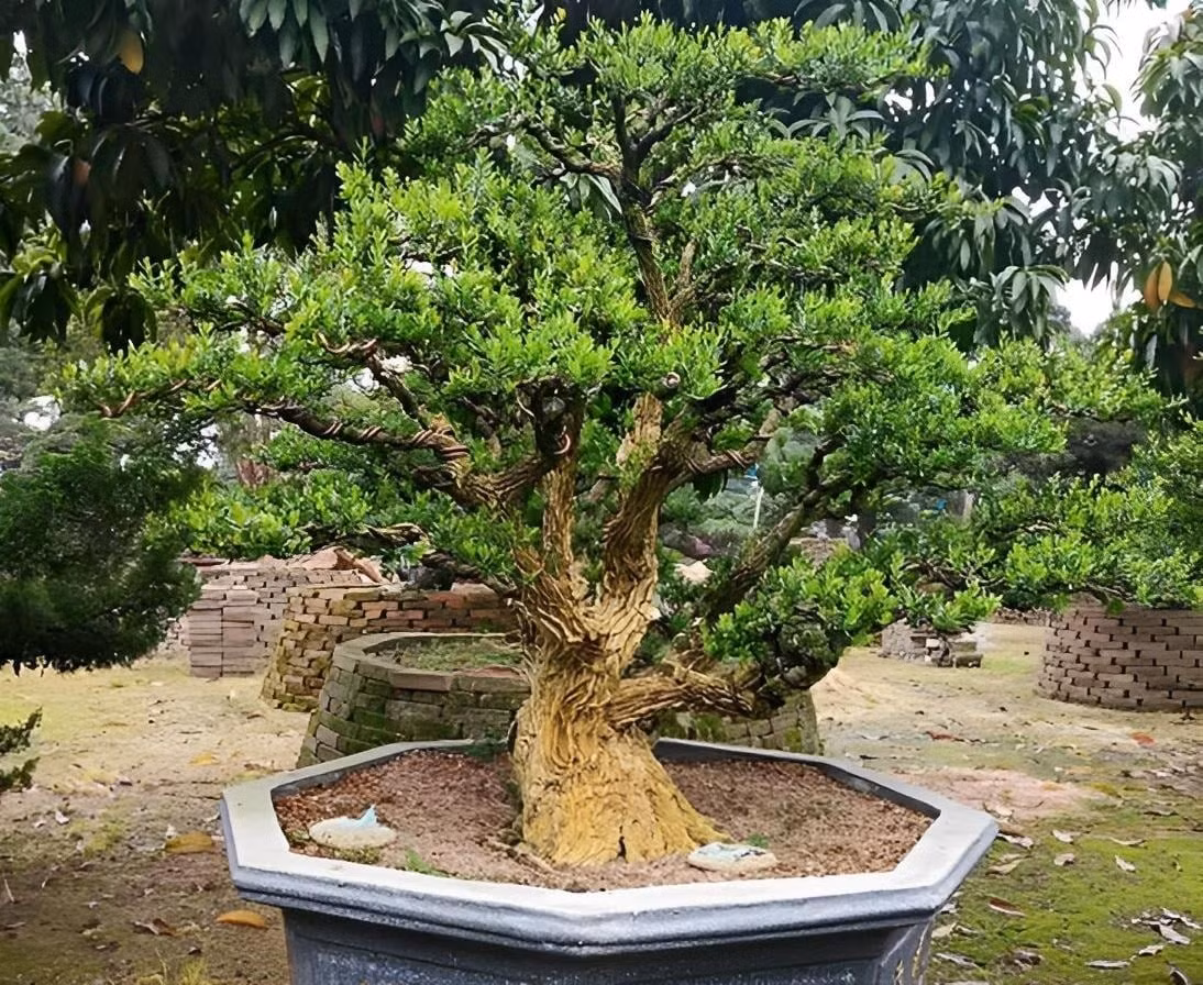 Cây còn có khả năng hấp thụ năng lượng xấu, hóa giải khí độc, là lá bùa phong thủy mạnh giúp mang lại bình yên và hưng vượng cho gia đình.