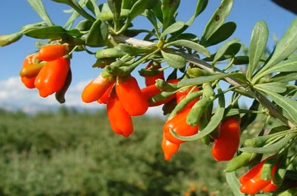 Trồng cây kỷ tử tại nhà được xem là điềm lành trong phong thủy. Cây kỷ tử là một loại cây ăn được và có dược tính phổ biến, có khả năng thích nghi tuyệt vời với môi trường.