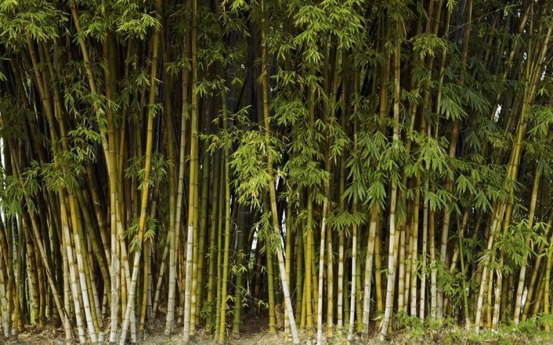 Môi trường mát, ẩm và nhiều ngóc ngách là nơi lý tưởng cho rắn lẩn trốn, nhất là vào mùa mưa. Giải pháp là trồng thưa, tỉa bớt nhánh, dọn lá định kỳ và không trồng quá sát cửa ra vào.