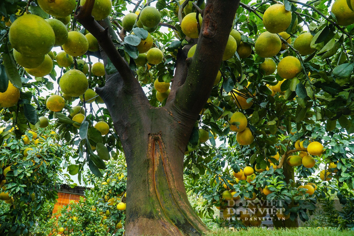Không chỉ mang ý nghĩa phong thủy, quả bưởi còn bổ dưỡng, thơm ngon. Ngồi dưới gốc cây thưởng thức múi bưởi ngọt lành hay chia sẻ cùng hàng xóm sẽ gắn kết thêm tình thân, đúng như mong ước xưa về một gia đình ấm no, bình an.