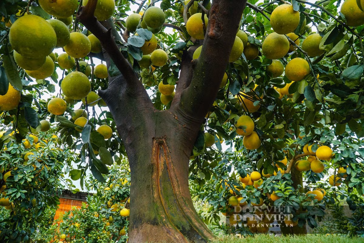 Không chỉ mang ý nghĩa phong thủy, quả bưởi còn bổ dưỡng, thơm ngon. Ngồi dưới gốc cây thưởng thức múi bưởi ngọt lành hay chia sẻ cùng hàng xóm sẽ gắn kết thêm tình thân, đúng như mong ước xưa về một gia đình ấm no, bình an.