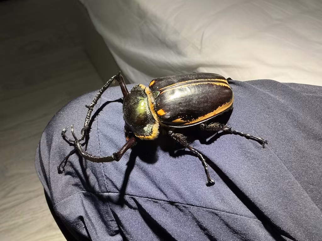  8. Đây là một trong những loài bọ hiếm và bị đe dọa. Do bị săn bắt làm mẫu vật sưu tập và mất môi trường sống, cua bay đen hiện đang đối mặt nguy cơ tuyệt chủng và được bảo vệ ở nhiều quốc gia. Ảnh: iNaturalist.