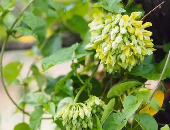 Các loài chim làm tổ trên giàn cũng có thể vô tình dẫn dụ rắn đến ăn trứng hoặc chim non. Yêu thích cây leo vẫn được, nhưng cần tỉa cành thường xuyên và giữ khu vực gốc cây luôn thoáng đãng.