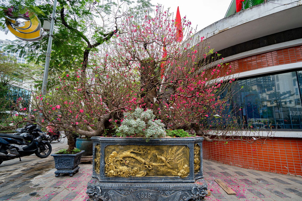 Sáng 7/2 tại chợ hoa trên phố Lạc Long Quân (phường Tây Hồ, Hà Nội), tiểu thương tất bật trưng bày hoa, cây cảnh phục vụ Tết. Đáng chú ý, một cây đào cổ thụ được chào cho thuê với giá 120 triệu đồng.