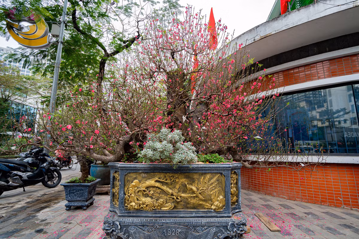 Sáng 7/2 tại chợ hoa trên phố Lạc Long Quân (phường Tây Hồ, Hà Nội), tiểu thương tất bật trưng bày hoa, cây cảnh phục vụ Tết. Đáng chú ý, một cây đào cổ thụ được chào cho thuê với giá 120 triệu đồng.