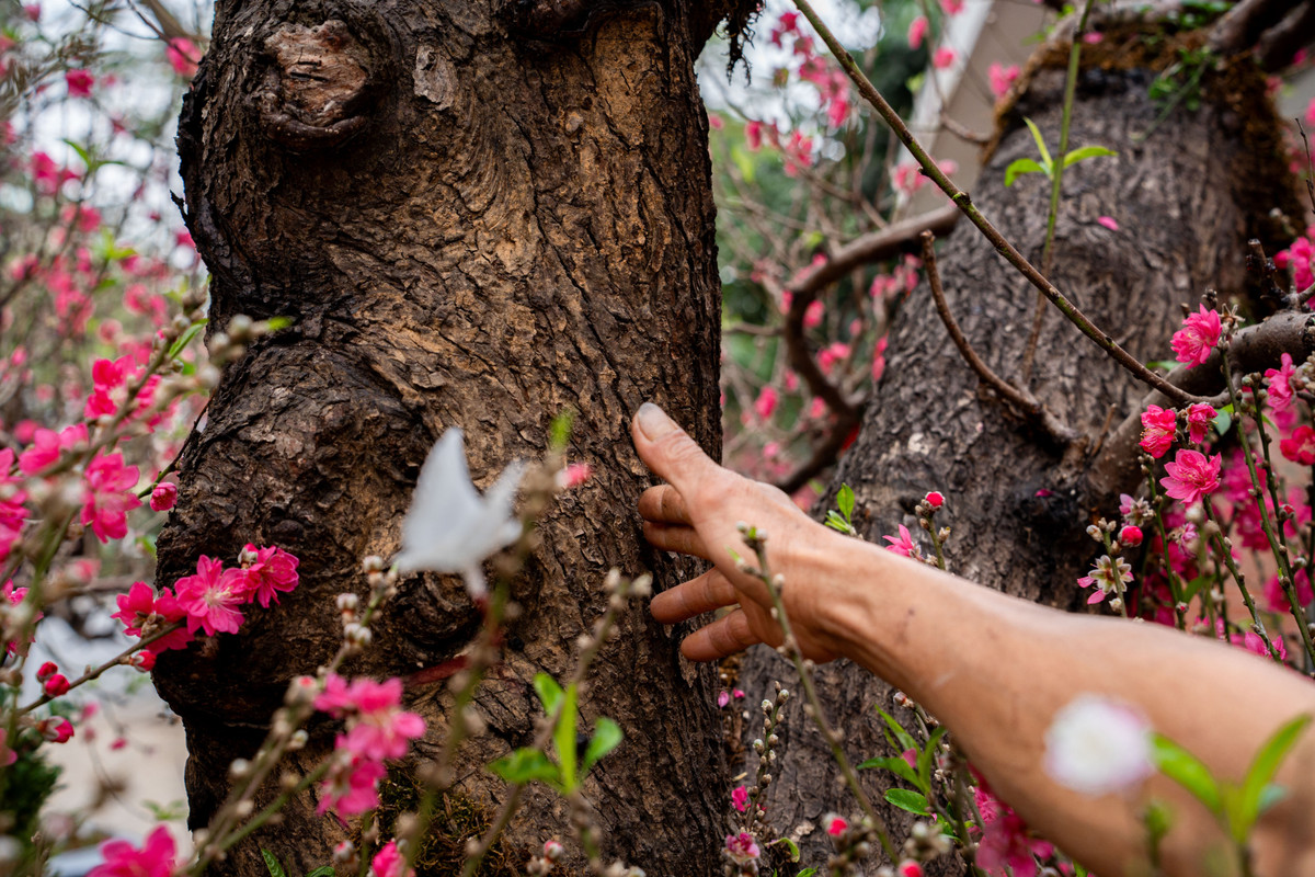 Theo ghi nhận của Tri Thức - Znews, cây đào trăm triệu này có vành gốc là 240 cm, chiều cao tính cả chậu cây lên tới 3m4, được trồng trong chậu khoảng 3 m², rêu phong bám đầy, vỏ cây xù xì, tán xòe khoảng chừng 5 m.
