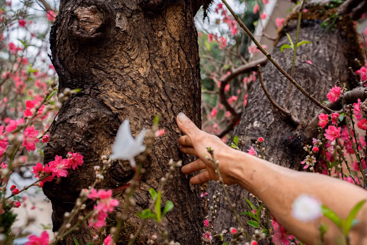 Theo ghi nhận của Tri Thức - Znews, cây đào trăm triệu này có vành gốc là 240 cm, chiều cao tính cả chậu cây lên tới 3m4, được trồng trong chậu khoảng 3 m², rêu phong bám đầy, vỏ cây xù xì, tán xòe khoảng chừng 5 m.
