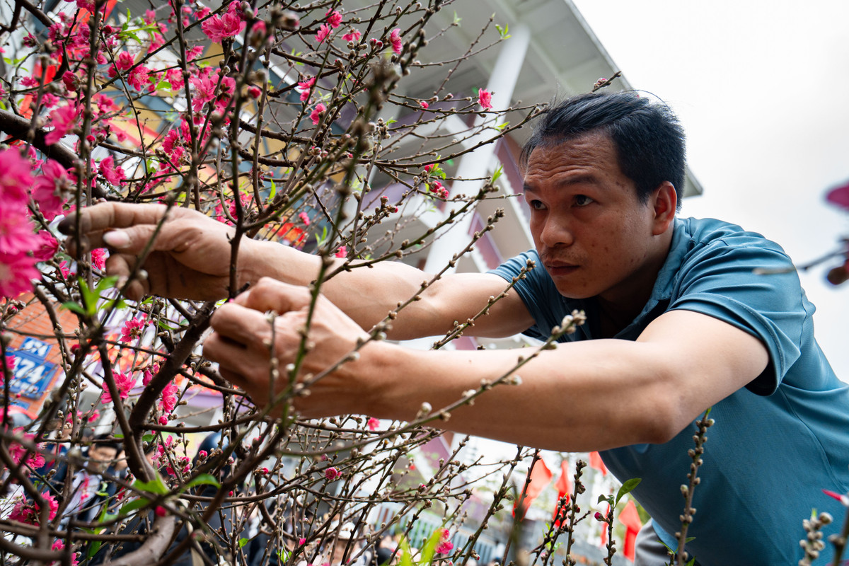 "Những cây cho thuê với giá trăm triệu thường mọi năm đã có khách quen đặt trước Tết. Nhưng gần đến ngày giao, khách đổi ý muốn chuyển sang loại cây khác chơi nên cây mới xuất hiện tại chợ. Những cây tôi cho thuê tới 19 tháng Giêng đã phải chở về lại vườn để chăm cho mùa mới", ông Tuấn chia sẻ.