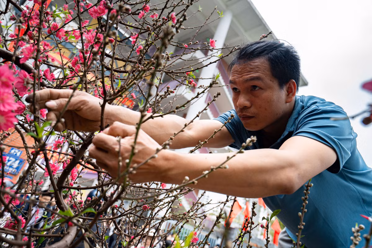 "Những cây cho thuê với giá trăm triệu thường mọi năm đã có khách quen đặt trước Tết. Nhưng gần đến ngày giao, khách đổi ý muốn chuyển sang loại cây khác chơi nên cây mới xuất hiện tại chợ. Những cây tôi cho thuê tới 19 tháng Giêng đã phải chở về lại vườn để chăm cho mùa mới", ông Tuấn chia sẻ.