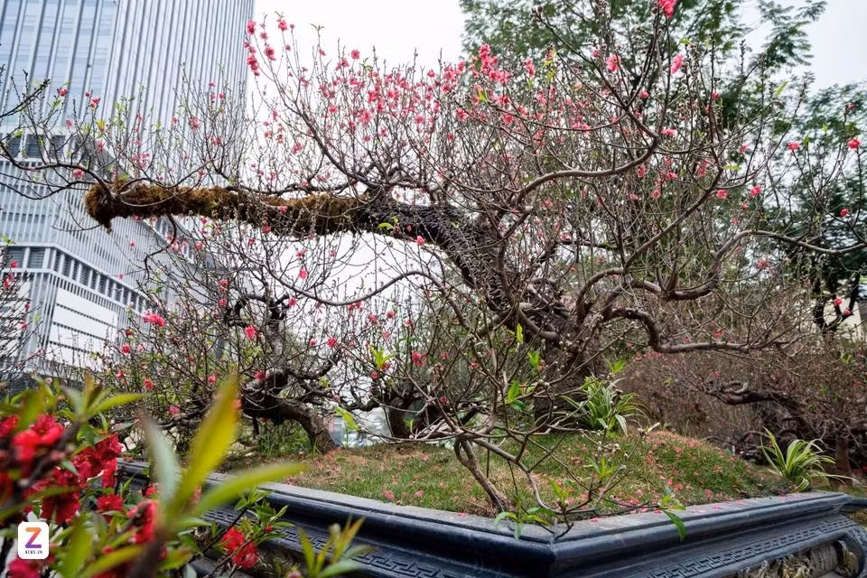 Ở góc nhìn nghiêng, phần gốc đào lộ rõ hệ rễ nổi uốn lượn, tạo cảm giác vững chãi và cổ kính. Những gốc đào có tuổi đời hàng trăm năm như vậy hiện rất hiếm trên thị trường, phần lớn đã được khách đặt trước từ nhiều tháng.