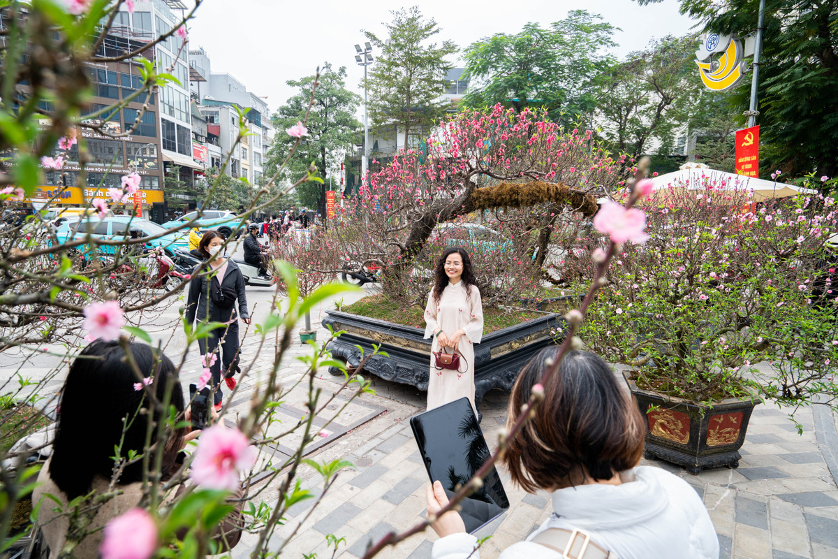 Cũng tại chợ hoa phố Lạc Long Quân, một cây đào dáng nghiêng được trưng bày nổi bật, thu hút sự chú ý của người dân qua lại. Nhiều người dừng chân chụp ảnh, check-in bên cây đào có giá lên tới hàng trăm triệu đồng.