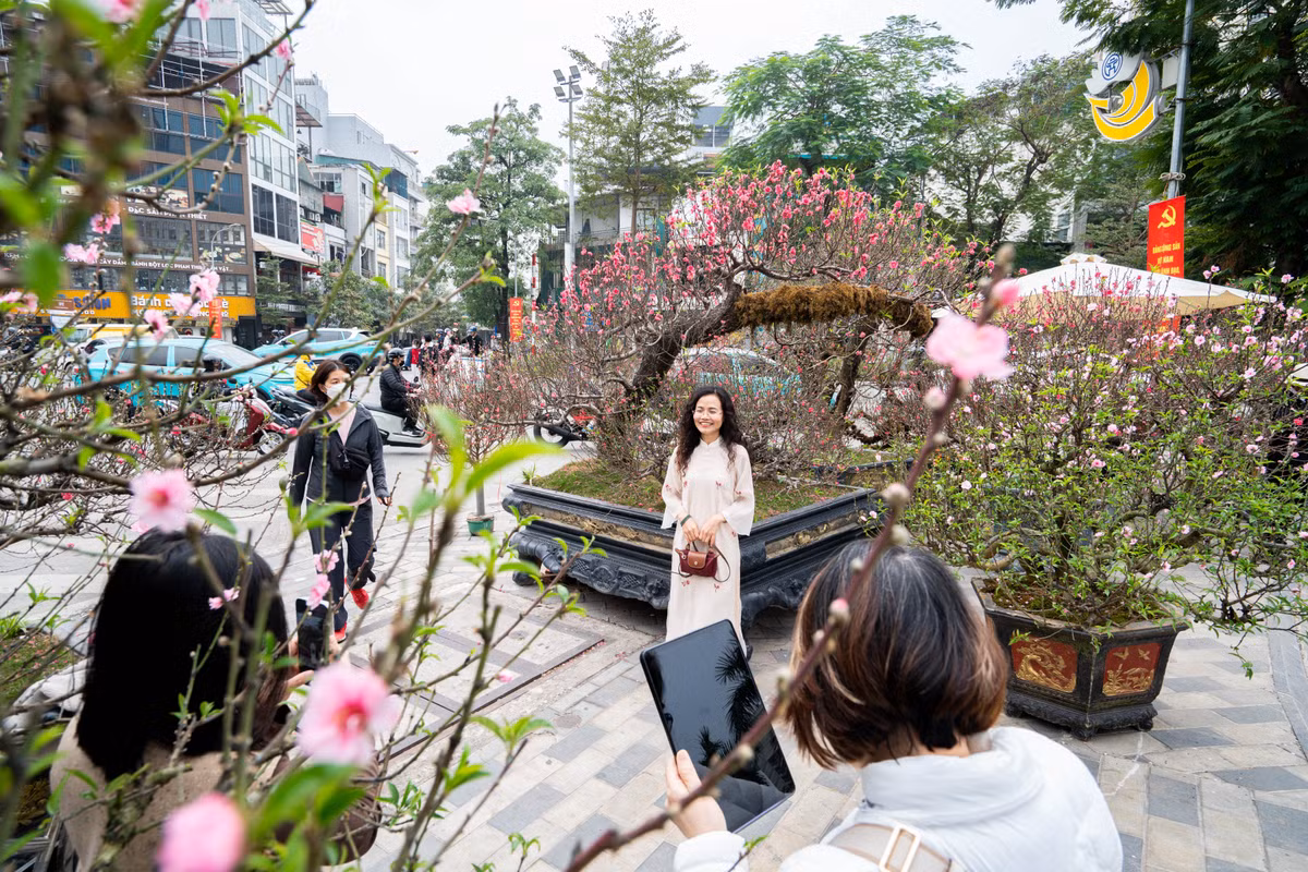 Cũng tại chợ hoa phố Lạc Long Quân, một cây đào dáng nghiêng được trưng bày nổi bật, thu hút sự chú ý của người dân qua lại. Nhiều người dừng chân chụp ảnh, check-in bên cây đào có giá lên tới hàng trăm triệu đồng.