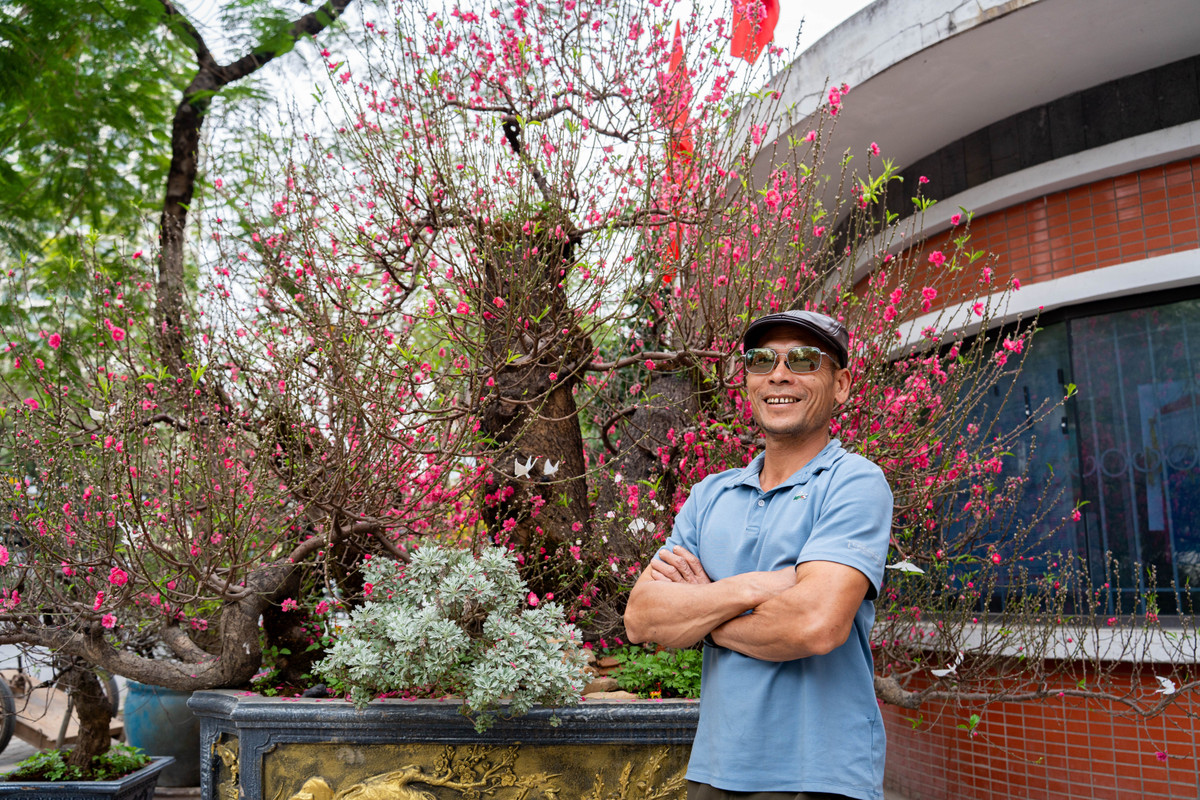 Ông Nguyễn Minh Tuấn (50 tuổi), chủ vườn đào Minh Tuấn (Nhật Tân), cho biết cây đào mang tên Ngũ Phúc Quần Thụ được ông đưa gốc từ rừng Điện Biên về chăm sóc, sau đó ghép cành đào bích. Cây đã được nuôi dưỡng hơn 50 năm, nổi bật với 3 thân chính đường kính khoảng 35-40 cm, bề mặt sần sùi, in nhiều vết u sẹo của thời gian. Lớp vỏ thân có màu xám nâu, xen lẫn rêu xanh.