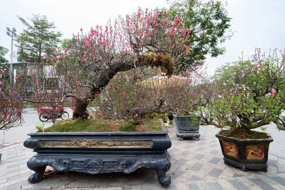 Bên cạnh những cây đào cổ thụ có giá cho thuê lên tới hàng trăm triệu đồng, chợ hoa còn bày bán nhiều cây đào thân nhỏ, cao khoảng 3 m, với mức thuê phổ biến 5-10 triệu đồng. Ngoài ra, các cành đào dáng gọn, kích thước vừa phải cũng được chào bán với giá mềm hơn, phù hợp nhu cầu chơi Tết của nhiều gia đình.