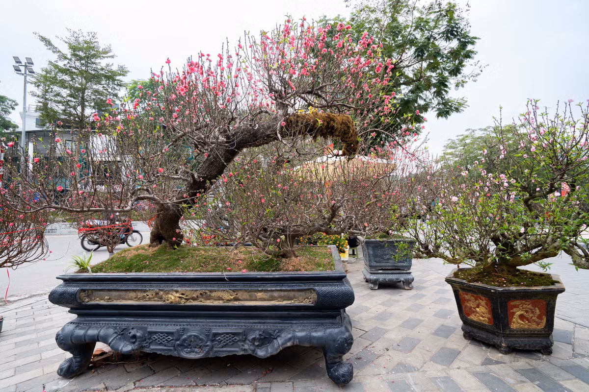 Bên cạnh những cây đào cổ thụ có giá cho thuê lên tới hàng trăm triệu đồng, chợ hoa còn bày bán nhiều cây đào thân nhỏ, cao khoảng 3 m, với mức thuê phổ biến 5-10 triệu đồng. Ngoài ra, các cành đào dáng gọn, kích thước vừa phải cũng được chào bán với giá mềm hơn, phù hợp nhu cầu chơi Tết của nhiều gia đình.