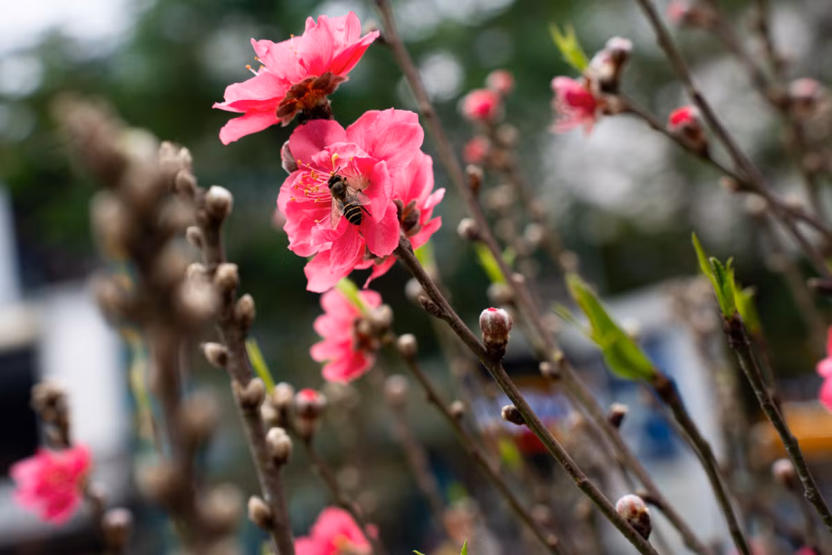 Phần gốc và thân đào đan xen, tạo thế vững chãi của cây đào hàng trăm năm tuổi. Trên tán, hoa đào nở căng, cánh dày, phủ kín sắc hồng thẫm nổi bật. Các nhánh đồng loạt bung hoa dày đặc, trong khi cây vẫn còn nhiều nụ, hứa hẹn khoe sắc bền suốt dịp Tết.