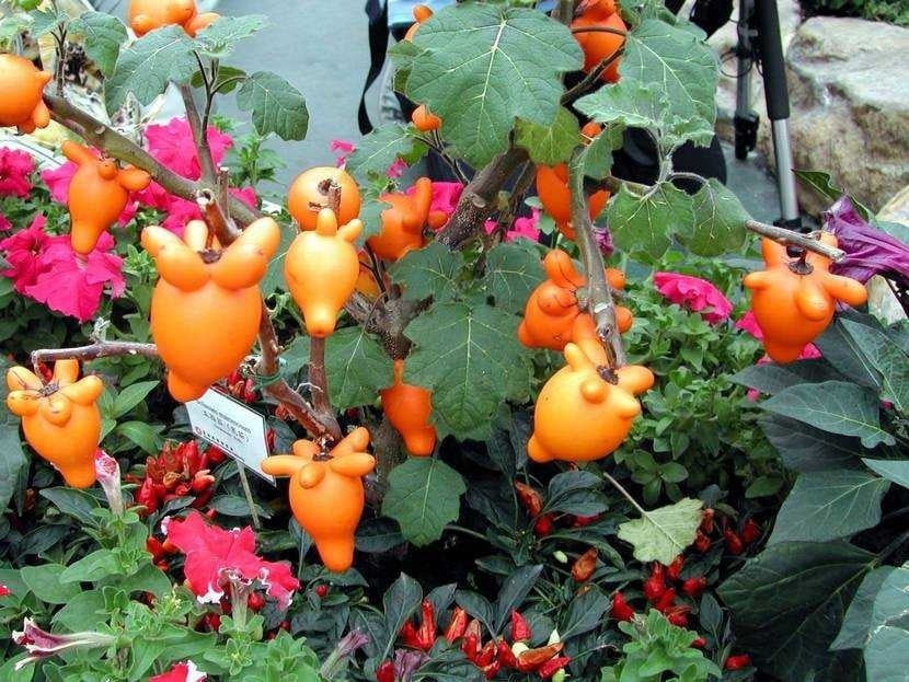 2. Quả dư vàng – 5 đời thịnh vượng, sung túc dài lâu: Quả dư vàng nổi bật với sắc vàng óng, bóng đẹp như những thỏi vàng nhỏ lấp lánh trên cành. Trong phong thủy, hình dáng quả gợi liên tưởng đến sự gắn kết, đủ đầy và “dư dả” quanh năm. Dịp Tết, loại quả này thường được chưng mâm ngũ quả với ước nguyện tiền tài, của cải nối tiếp nhiều thế hệ.