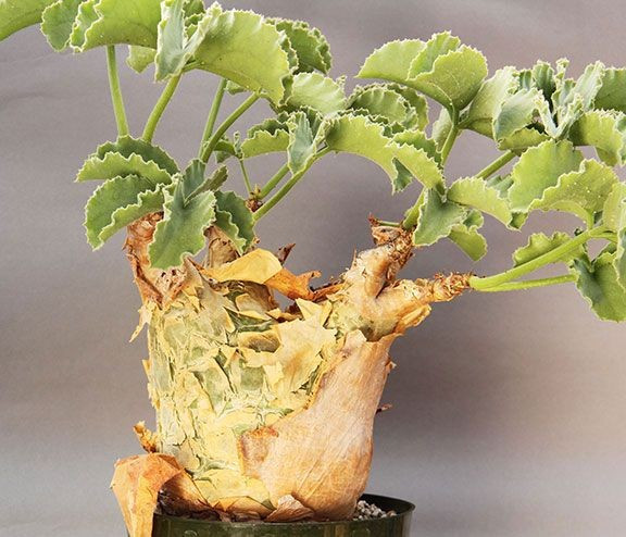 Loài cây này không chỉ đắt vì hiếm mà còn nổi tiếng khó trồng. Nó cần ánh sáng mạnh, đất thoát nước tốt, nhiệt độ phù hợp và được tưới cẩn thận để tránh thối rễ. Chỉ những người có điều kiện mới đủ khả năng xây dựng môi trường cho cây phát triển. (Ảnh: Theo Pinterest)