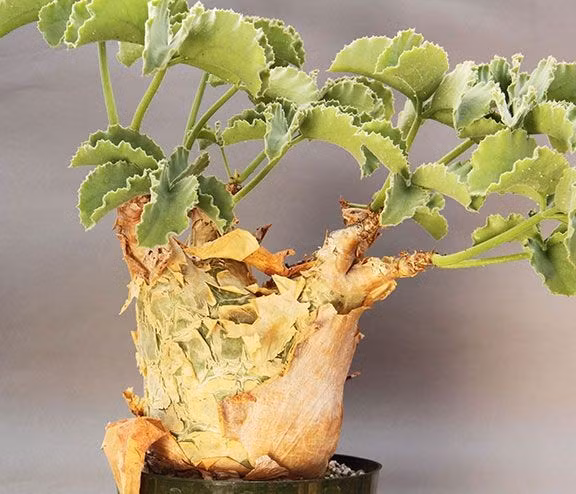 Loài cây này không chỉ đắt vì hiếm mà còn nổi tiếng khó trồng. Nó cần ánh sáng mạnh, đất thoát nước tốt, nhiệt độ phù hợp và được tưới cẩn thận để tránh thối rễ. Chỉ những người có điều kiện mới đủ khả năng xây dựng môi trường cho cây phát triển. (Ảnh: Theo Pinterest)