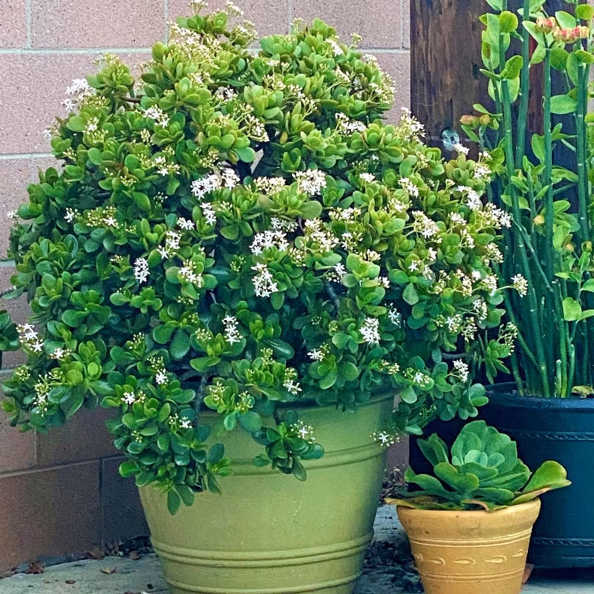 6. Ngọc Bích – Cây cát tường, vượng tài vượng lộc: Ngọc bích có thân mập, lá xanh bóng như ngọc, mọng nước – tượng trưng cho tiền tài, may mắn. Khi ra hoa trắng nhỏ li ti, người ta tin rằng tài vận sẽ tới bất ngờ.