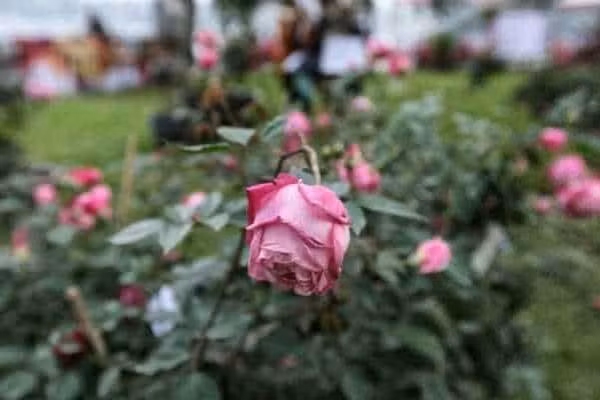  3. Hoa dại, hoa héo tượng trưng cho năng lượng tàn úa: Hoa dại mọc ven đường hoặc hoa đã héo úa tuyệt đối không nên cắm trên bàn thờ. Dân gian cho rằng hoa héo tượng trưng cho sự tàn phai, hao tổn phúc khí, làm mất sinh khí trong nhà.