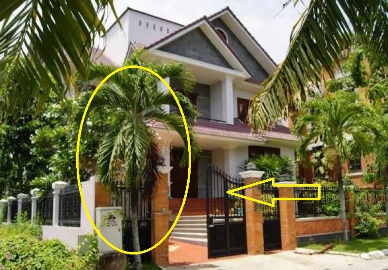  1. Cây cau: Trồng cau trước nhà đã trở thành nét đẹp quen thuộc trong kiến trúc Việt Nam. Cây cau không chỉ mang đến bóng mát mà còn là "bảo bối" phong thủy, giúp gia chủ thu hút tài lộc và may mắn. Dễ trồng, ít chăm sóc, cây cau phù hợp với mọi không gian.