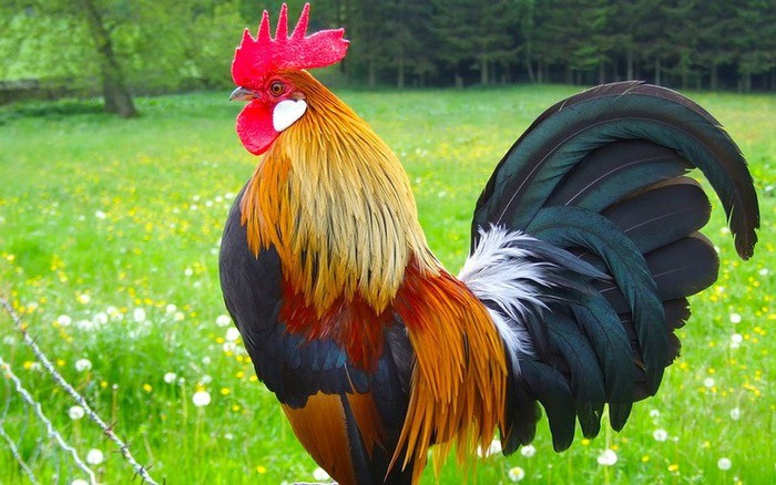 Kể từ tháng 5 Âm lịch trở đi, vận trình của con giáp tuổi Dậu bắt đầu khởi sắc rõ rệt. Họ sẽ nhận được nhiều sự hỗ trợ, đặc biệt là từ những người có vị thế và uy tín, mang lại sức mạnh và niềm tin để vượt qua mọi khó khăn, thử thách.