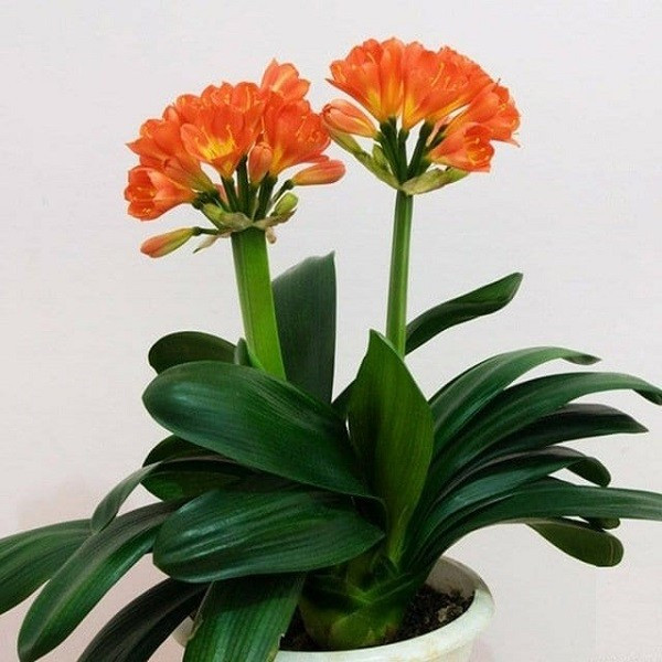 Việc đặt cây cảnh này trong nhà có thể đóng vai trò quan trọng trong việc cải thiện phong thủy môi trường, hấp thụ bụi, giải phóng oxy và hấp thụ khí độc hại, giúp tinh thần và thể chất con người cực kỳ khỏe mạnh.