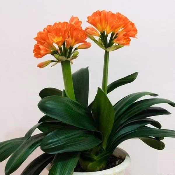 Việc đặt cây cảnh này trong nhà có thể đóng vai trò quan trọng trong việc cải thiện phong thủy môi trường, hấp thụ bụi, giải phóng oxy và hấp thụ khí độc hại, giúp tinh thần và thể chất con người cực kỳ khỏe mạnh.