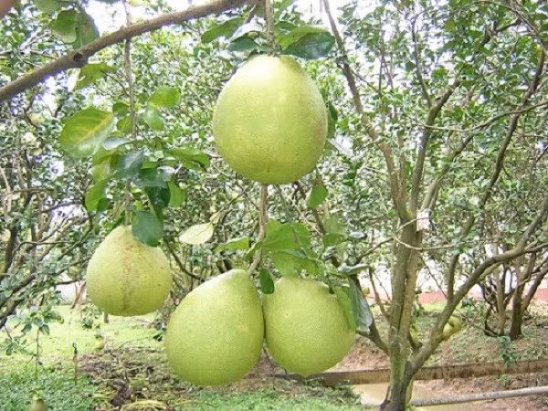 Khác với cây cảnh thuần túy, 4 loại cây kể trên đều thuộc nhóm cây phong thủy lâu năm bén rễ sâu, gắn chặt với mạch đất, mạch khí. Chúng không chỉ có giá trị vật chất mà còn mang theo năng lượng phúc khí tích tụ theo thời gian.