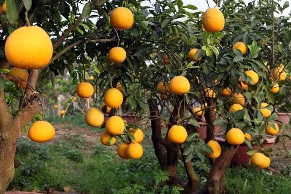 Đó là lý do nhiều người thường tránh việc đốn bỏ hoặc thay thế cây bưởi đã bén rễ sâu vì sợ ảnh hưởng đến dòng sinh khí tốt đang gắn bó với đất nhà.