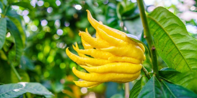 Cây ưa nắng, thích đất thoát nước tốt và cần tưới khi đất khô. Chỉ cần chăm đúng cách, cây sẽ xanh tốt quanh năm, bảo vệ sức khỏe cả gia đình.