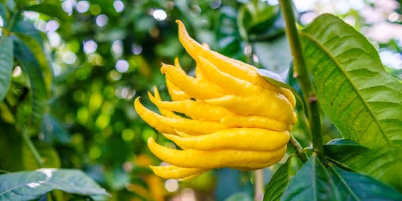 Cây ưa nắng, thích đất thoát nước tốt và cần tưới khi đất khô. Chỉ cần chăm đúng cách, cây sẽ xanh tốt quanh năm, bảo vệ sức khỏe cả gia đình.