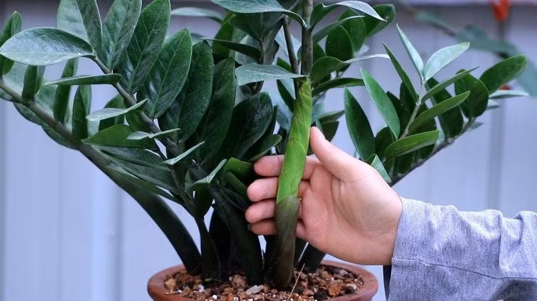  3. Cây Kim tiền: Đúng như cái tên, loài cây này đại diện cho tiền bạc. Tuy nhiên, việc Kim tiền ra hoa lại là một thử thách lớn đối với người yêu cây.