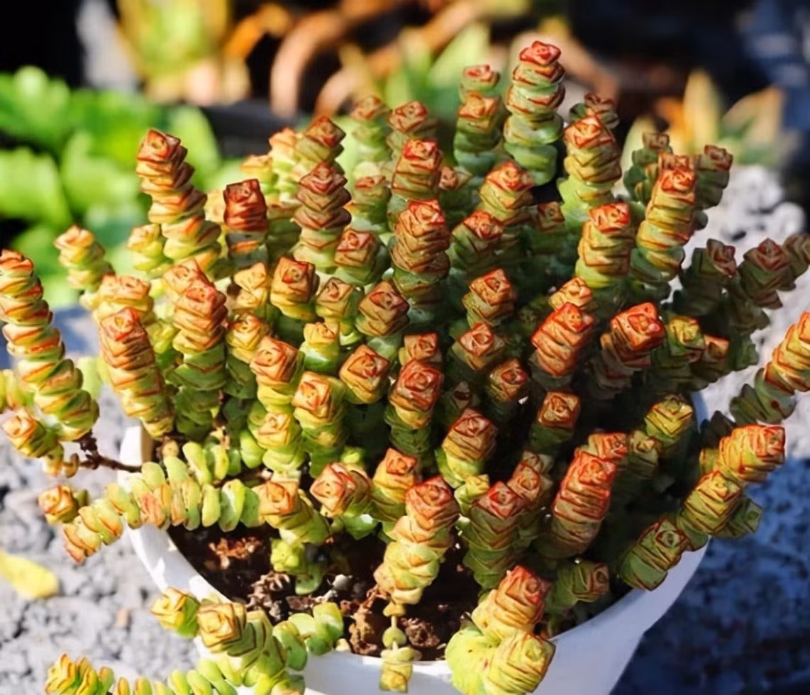 Cây cần đất thoát nước tốt và nhiều ánh sáng. Không tưới quá thường xuyên, chỉ tưới khi đất khô. Bón phân nhẹ mỗi tháng để cây phát triển gọn gàng, xanh đẹp.