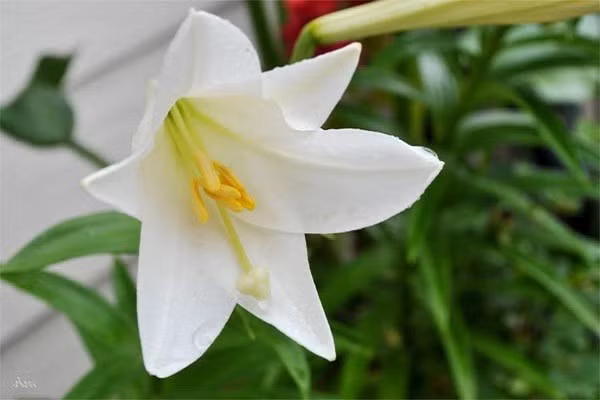  4. Hoa có gai mang sát khí, không hợp nơi linh thiêng: Các loài hoa có gai như hồng đỏ, hoa xương rồng hay huệ tây được xem là không phù hợp với không gian thờ cúng.