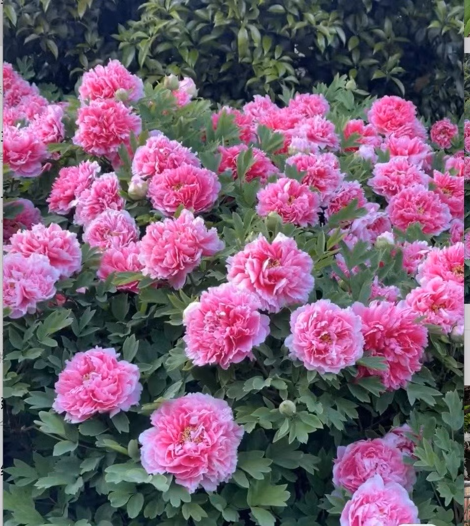 Trong phong thủy, mẫu đơn tượng trưng cho tài lộc, thịnh vượng và sự viên mãn trong hôn nhân. Sắc hoa lớn, rực rỡ như đỏ, hồng, tím hay trắng đều mang năng lượng dương mạnh mẽ, giúp kích hoạt cung tài lộc hoặc cung tình duyên trong nhà.