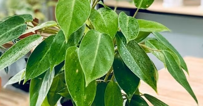 Vẻ đẹp xanh mướt, dễ phối hợp với mọi kiểu không gian. Từ bàn làm việc, cửa sổ đến quán cà phê hay văn phòng hiện đại, trầu bà đều dễ dàng “ăn điểm” nhờ tính linh hoạt và mềm mại trong tạo hình.