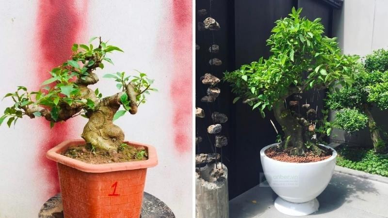 Cây sung cảnh: Sung có sức sống rất tốt, rất dễ trồng và chăm sóc, dễ tạo dáng bonsai nên là một trong những loại cây cảnh được ưa chuộng nhất. Quả sung (thực chất là hoa) có dáng tròn trịa, mọc thành chùm chi chít nên tượng trưng cho sự no đủ, sung túc.