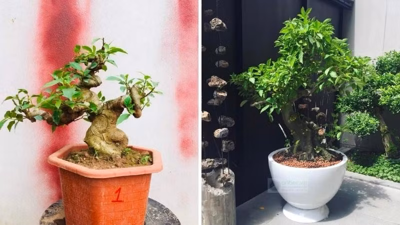 Cây sung cảnh: Sung có sức sống rất tốt, rất dễ trồng và chăm sóc, dễ tạo dáng bonsai nên là một trong những loại cây cảnh được ưa chuộng nhất. Quả sung (thực chất là hoa) có dáng tròn trịa, mọc thành chùm chi chít nên tượng trưng cho sự no đủ, sung túc.
