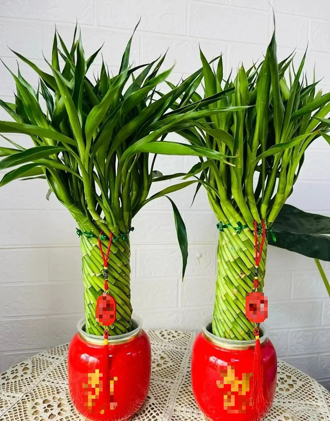Với thân cao thẳng, lá vươn đều và màu xanh tươi mát, cây được xem là biểu tượng của sự khởi đầu thuận lợi, năng lượng tích cực và bình an lâu dài. Người Nhật tin rằng đặt cây phát tài ở cửa chính không chỉ giúp lọc khí, mà còn tạo cảm giác chào đón dễ chịu cho cả thành viên gia đình và khách đến.