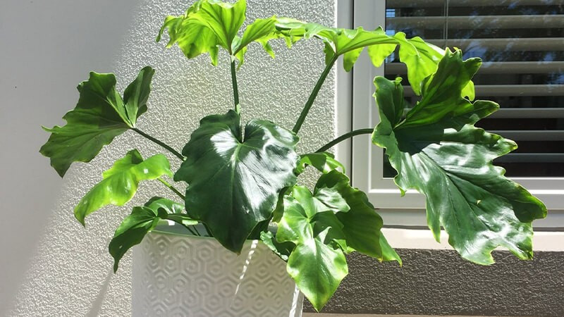 Cây chịu lạnh tốt, có thể sống ở nhiệt độ thấp. Tưới nước thưa vào mùa lạnh, lau lá thường xuyên để cây khỏe mạnh; sau vài năm thân hóa gỗ tạo vẻ đẹp rất độc đáo.