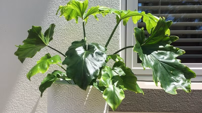 Cây chịu lạnh tốt, có thể sống ở nhiệt độ thấp. Tưới nước thưa vào mùa lạnh, lau lá thường xuyên để cây khỏe mạnh; sau vài năm thân hóa gỗ tạo vẻ đẹp rất độc đáo.