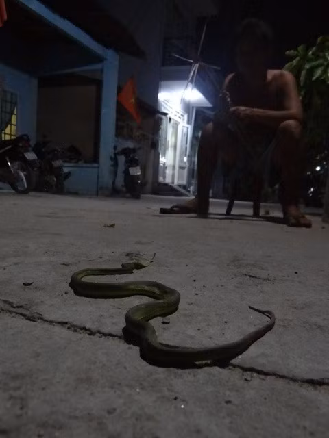 Nếu thấy rắn xuất hiện giữa ban ngày – vốn rất hiếm – thì gần như chắc chắn có biến đổi khí hậu đang đến: mưa to, mát lạnh hoặc mùa chuyển giao.