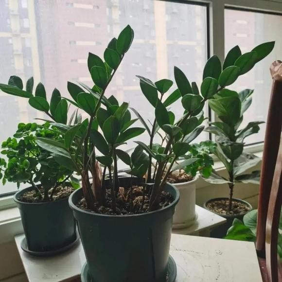 Thế nhưng, một số cây cảnh như kim tiền lại chứa lượng canxi oxalat cao vượt trội. Chính điều đó là nguyên nhân khiến chúng có thể gây ngộ độc khi con người hoặc vật nuôi vô tình tiếp xúc hoặc ăn phải.