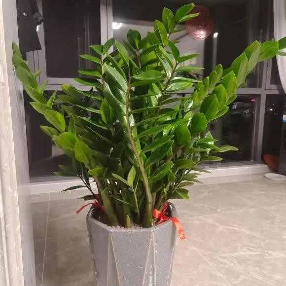 Do đó, đối với những gia đình có trồng cây kim tiền, việc phòng ngừa ngộ độc là rất quan trọng. Cha mẹ nên đặt chậu cây ở vị trí xa tầm tay trẻ, hoặc đợi khi trẻ đã đủ lớn để hiểu rằng không được cho những loại lá này vào miệng. Đây là cách hiệu quả để giảm nguy cơ ngộ độc đáng tiếc có thể xảy ra.