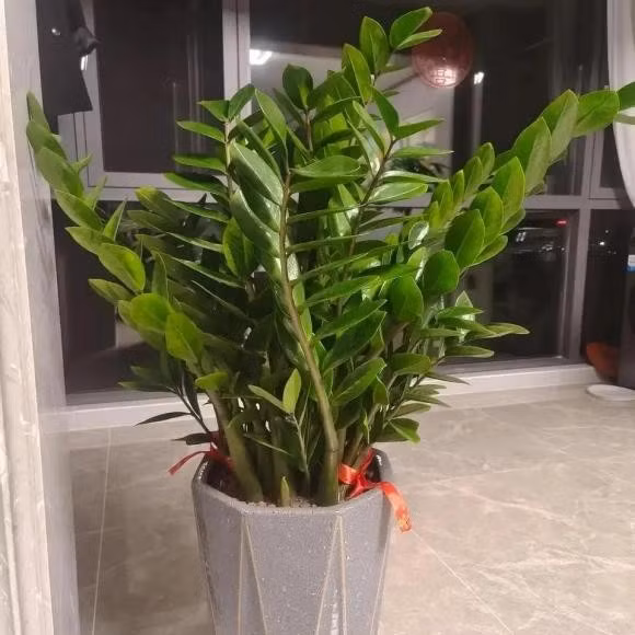 Do đó, đối với những gia đình có trồng cây kim tiền, việc phòng ngừa ngộ độc là rất quan trọng. Cha mẹ nên đặt chậu cây ở vị trí xa tầm tay trẻ, hoặc đợi khi trẻ đã đủ lớn để hiểu rằng không được cho những loại lá này vào miệng. Đây là cách hiệu quả để giảm nguy cơ ngộ độc đáng tiếc có thể xảy ra.